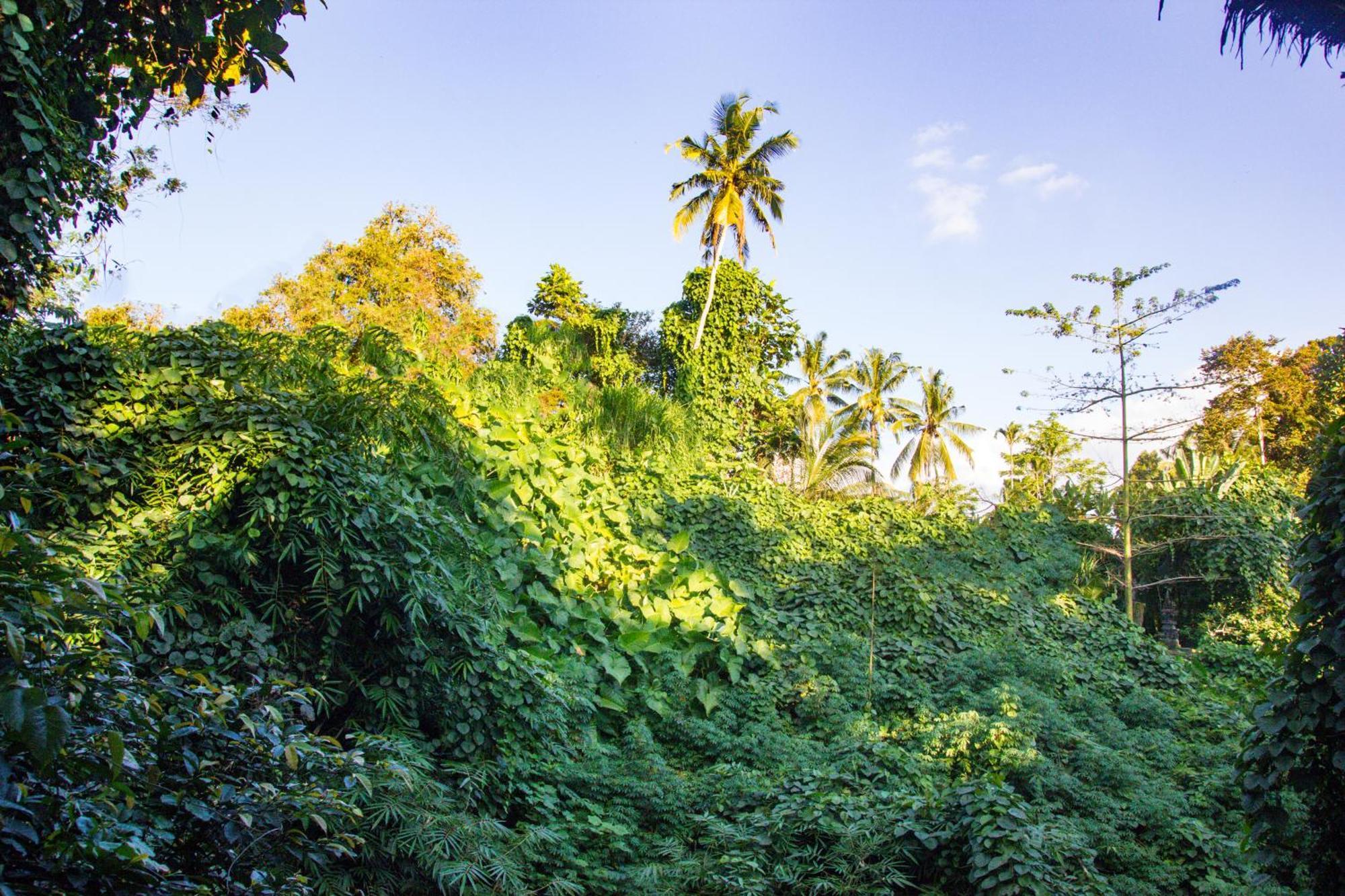 Parvati Retreat Villas Ubud  Luaran gambar